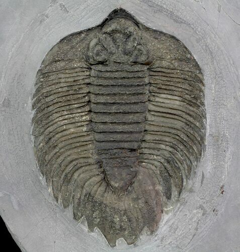 Arctinurus Trilobite - Classic New York Trilobite #68087